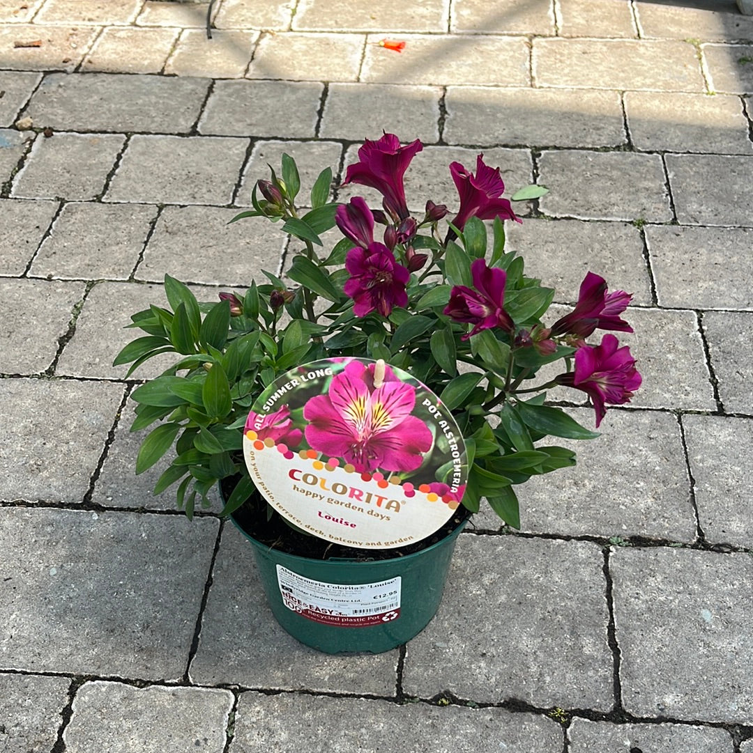 Alstroemeria Princess Louise