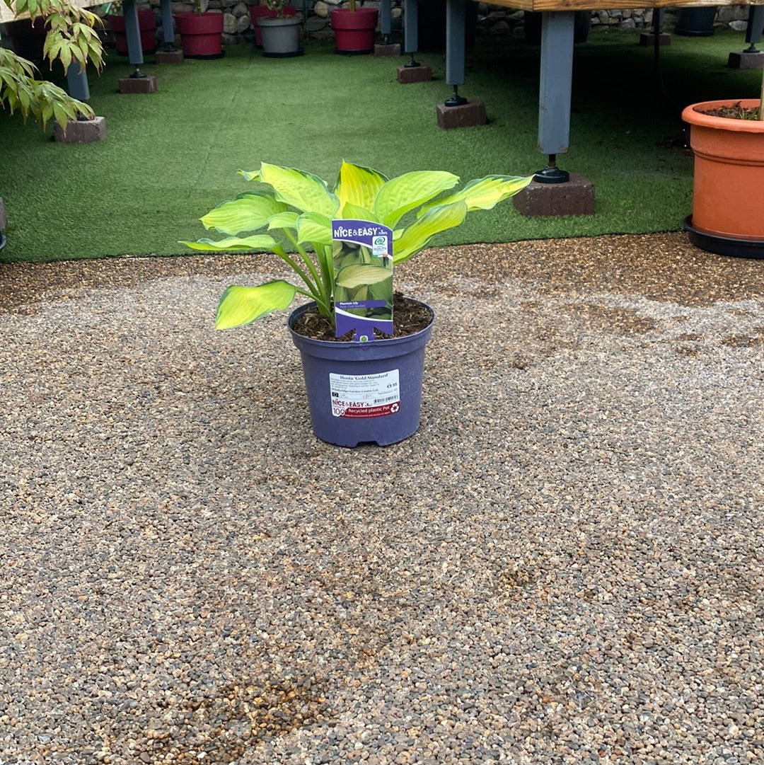Hosta Gold Standard