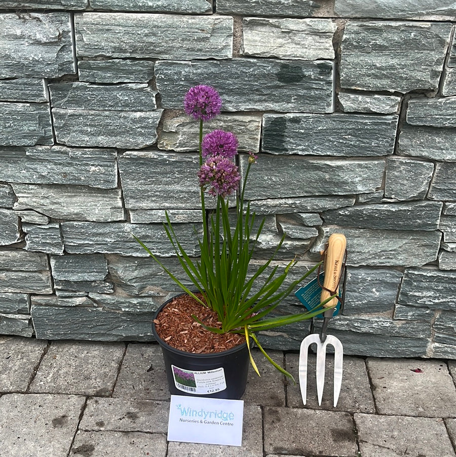 Allium Millenium 3Ltr Pot - Herbaceous - Windyridge Garden Centre