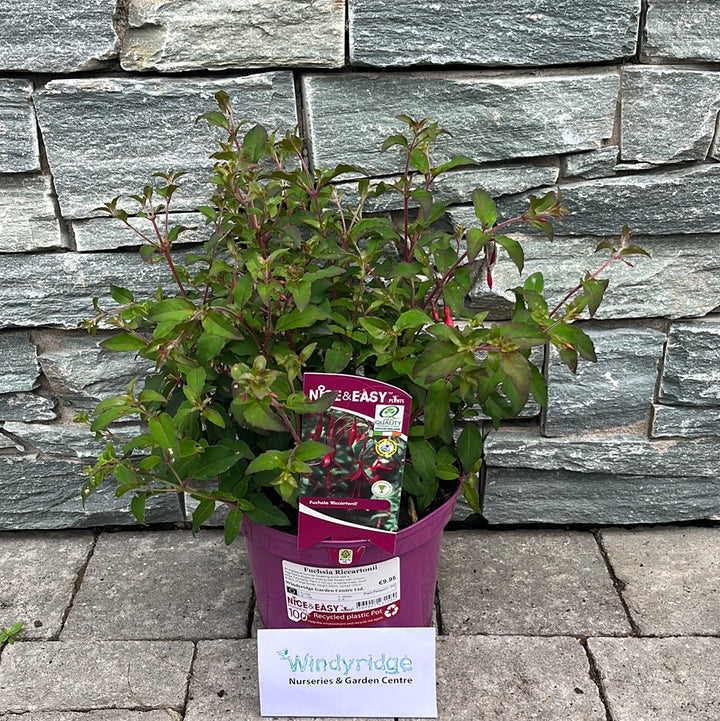 Fuchsia-Riccartonii-Potted