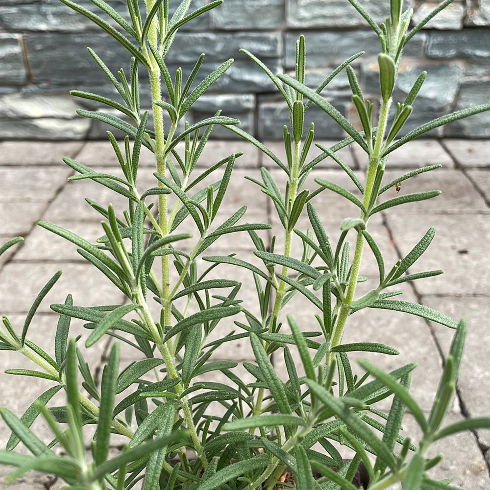 Rosemary-officinalis-Potted-2