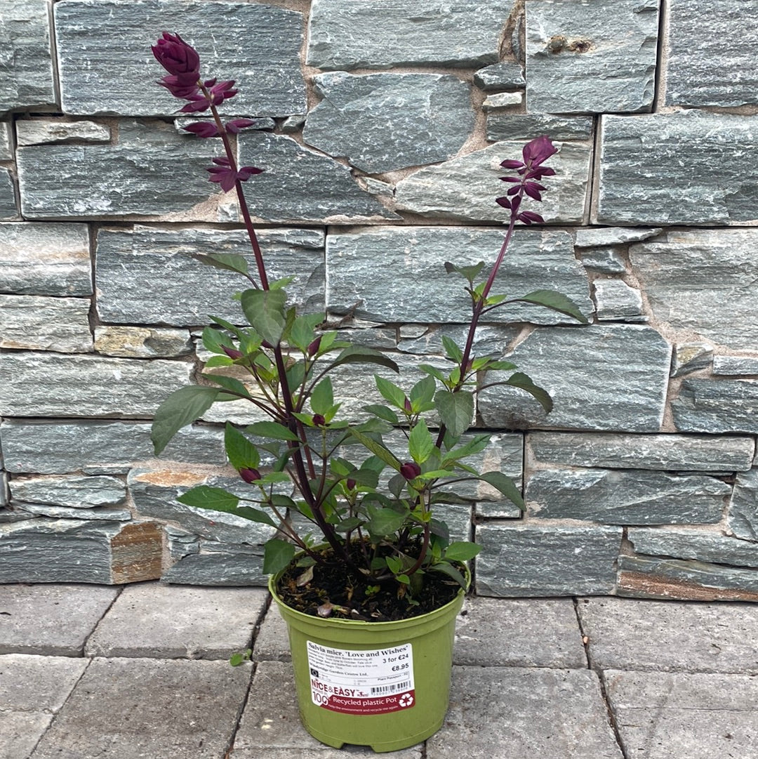 Salvia micr. Love and Wishes 2L