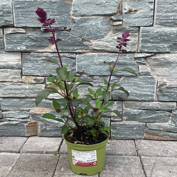 Salvia micr. Love and Wishes 2L