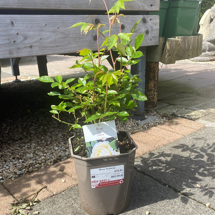 Rosa Iceberg 4.5L