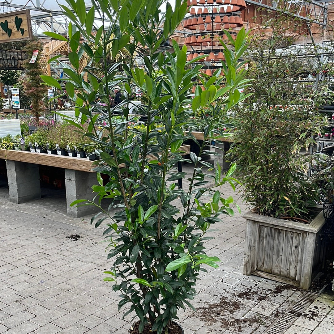 Prunus lau. Caucasica 200cm