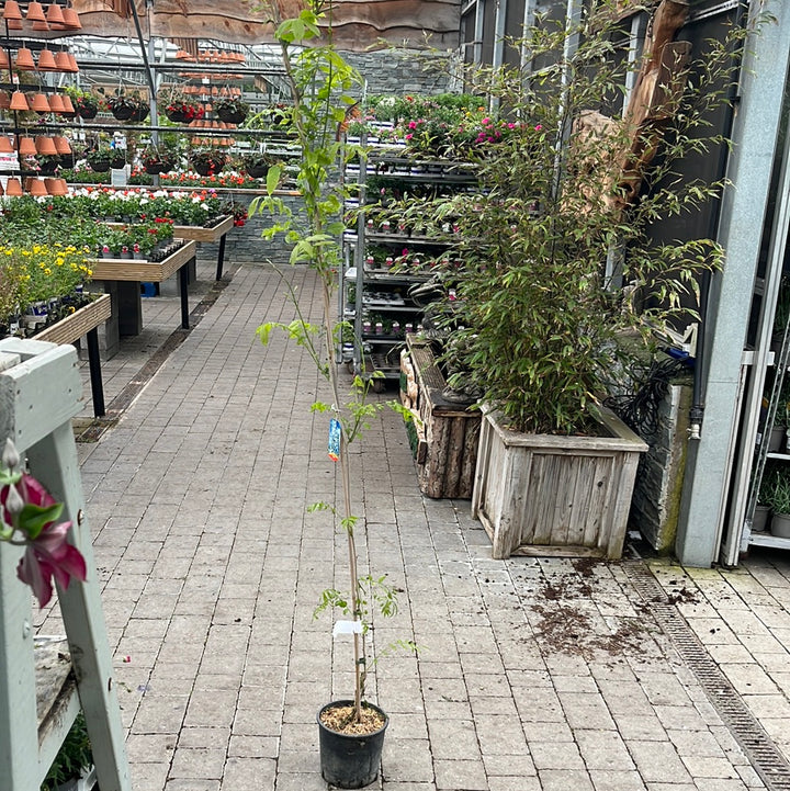WISTERIA SPP. IN CVS (INN.) CLT 5 H 200 + CM