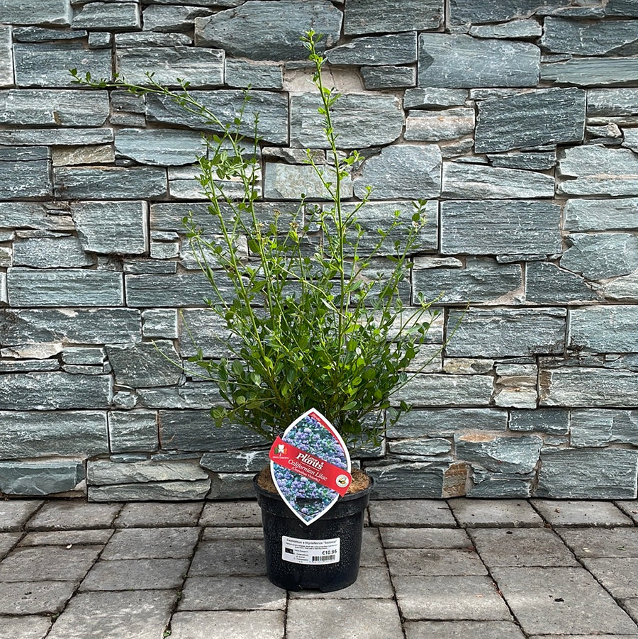 Ceanothus Victoria - Shrubs - Windyridge Garden Centre