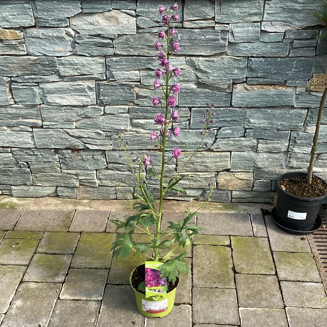Delphinium Highlander Flamenco