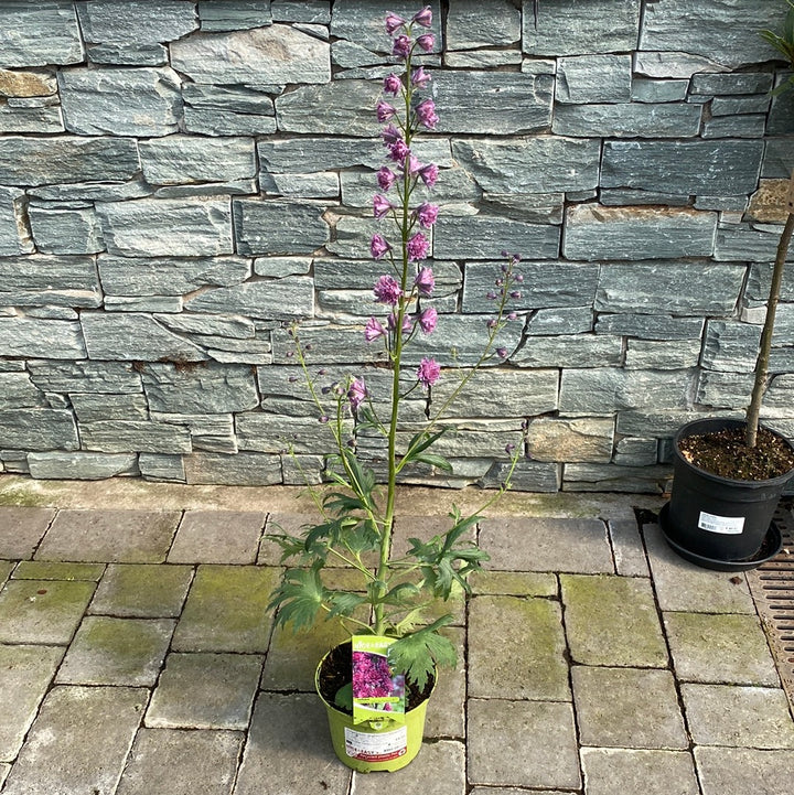 Delphinium Highlander Flamenco