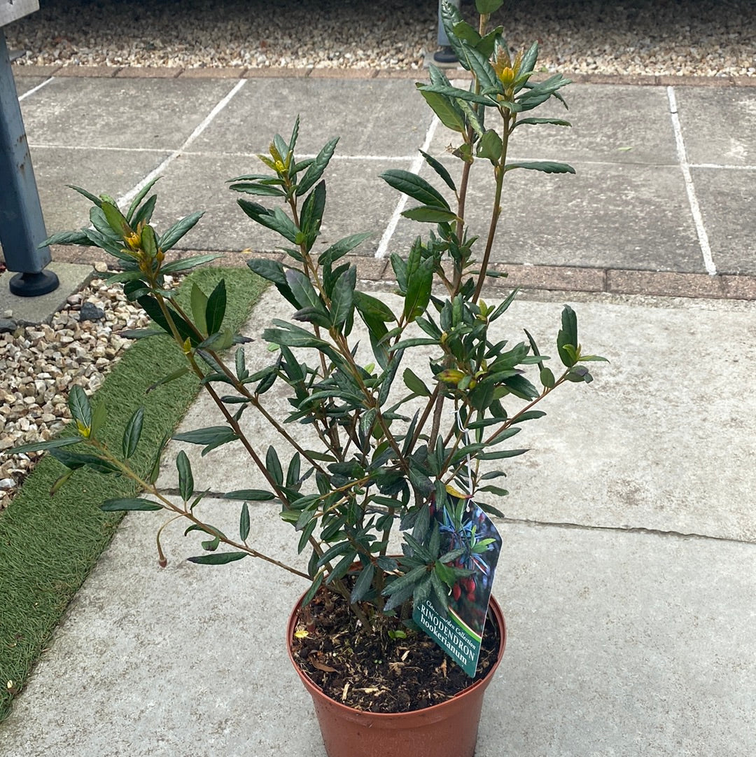 CRINODENDRON HOOKERIANUM