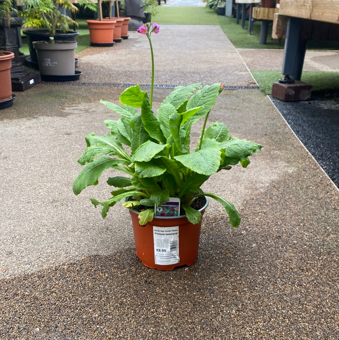 Primula Beesiana - Herbaceous - Windyridge Garden Centre