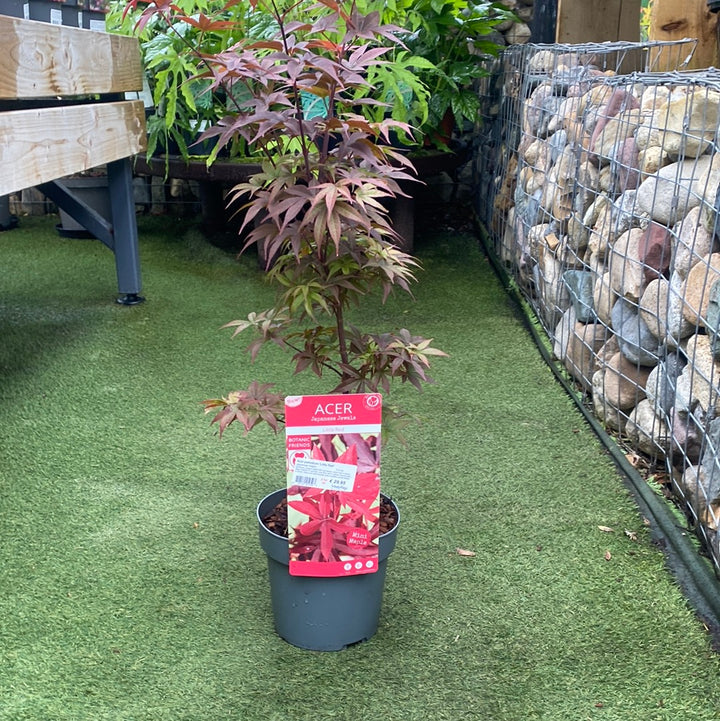 Acer palmatum Little Red  3 Ltr pot