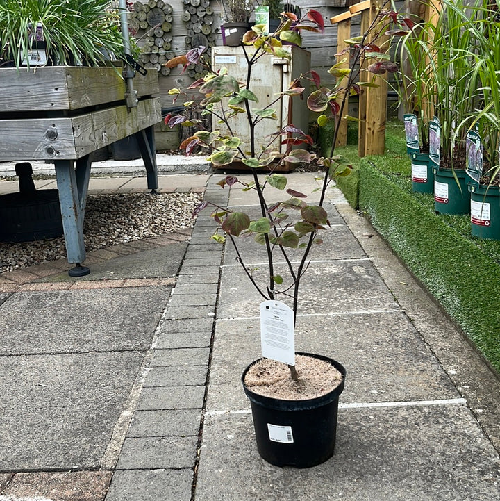Cercis can. Forest Pansy