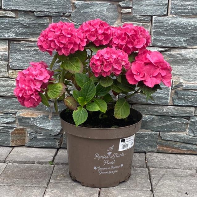 HYDRANGEA M. RED BARON 7.5ltr