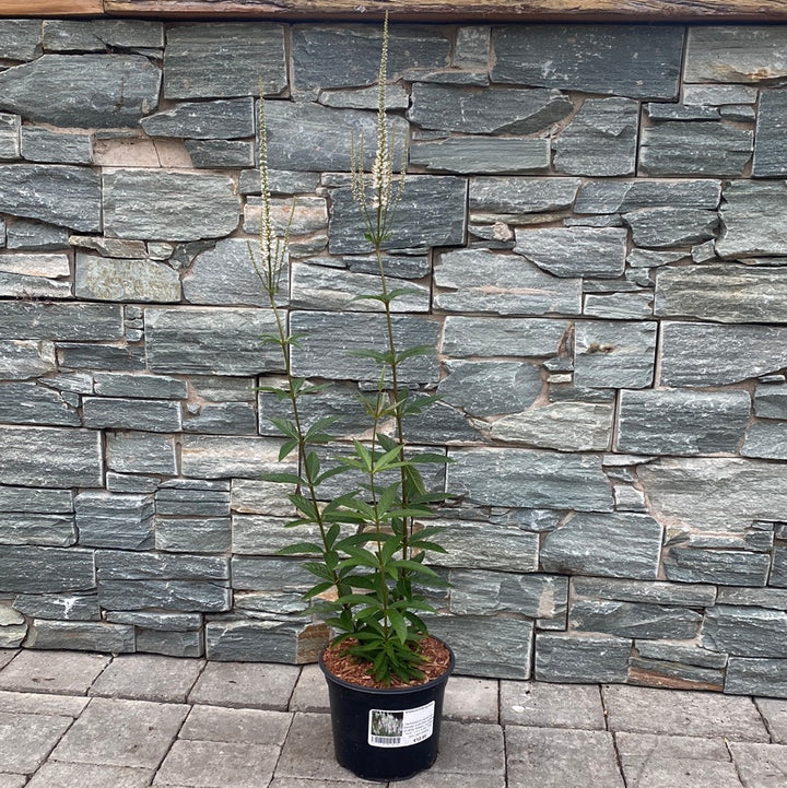 CULVER'S-ROOT-(Veronicastrum-Virginicum-Diane)-Potted