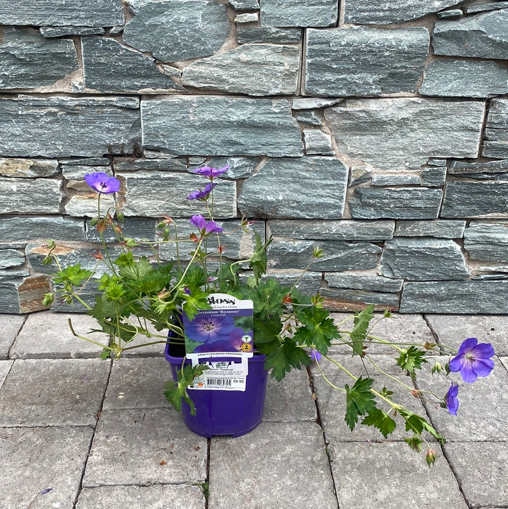 Geranium-Rozanne-Potted