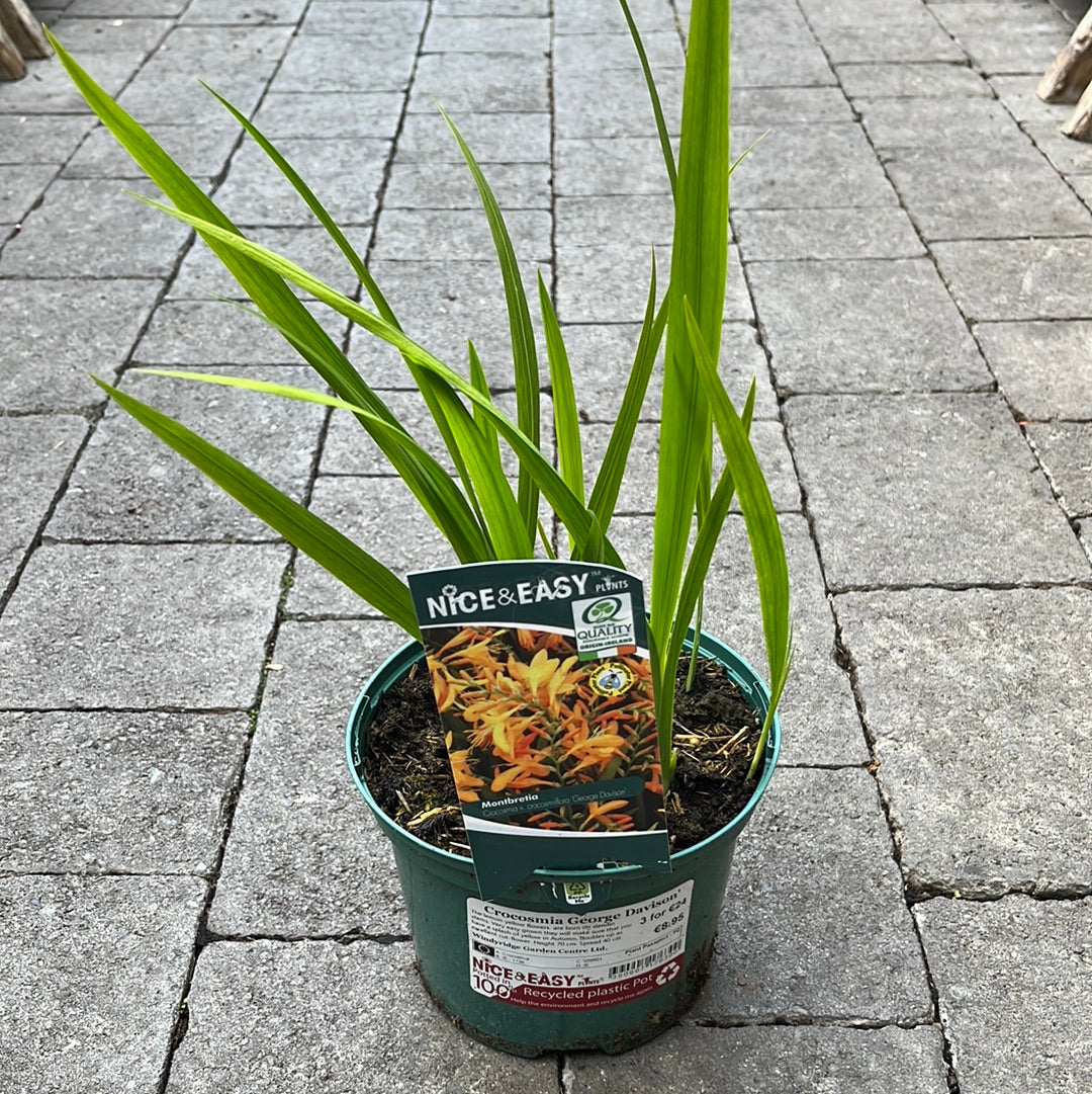 Crocosmia George Davison 2L