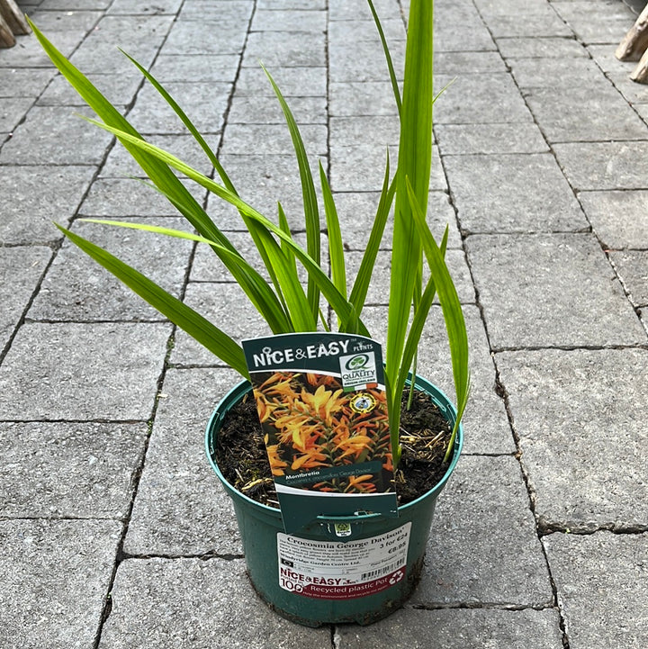 Crocosmia George Davison 2L