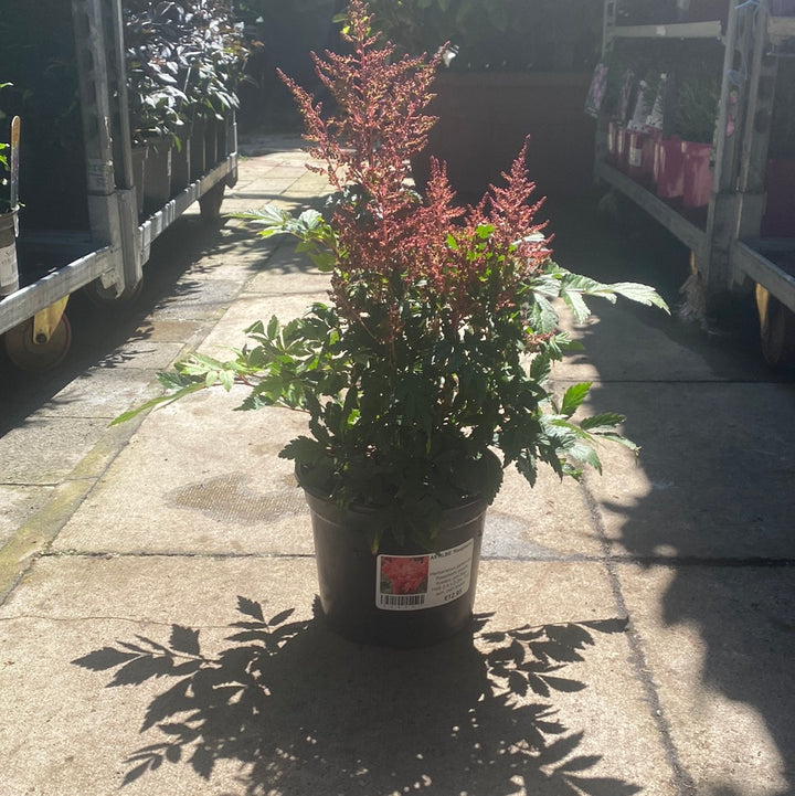 ASTILBE Raspberry