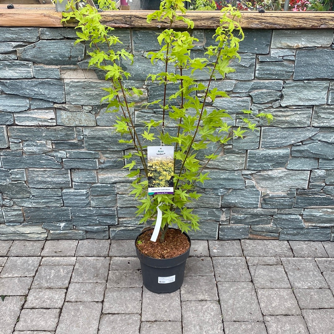 Acer shirasawanum Jordan  60-80 cm 7 Ltr Pot
