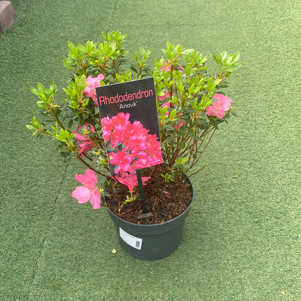 Rhododendron (Aj) Anouk - Shrubs - Windyridge Garden Centre