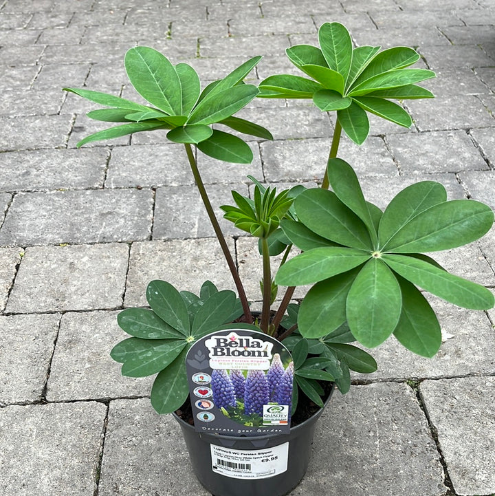 LUPINUS Persian Slipper