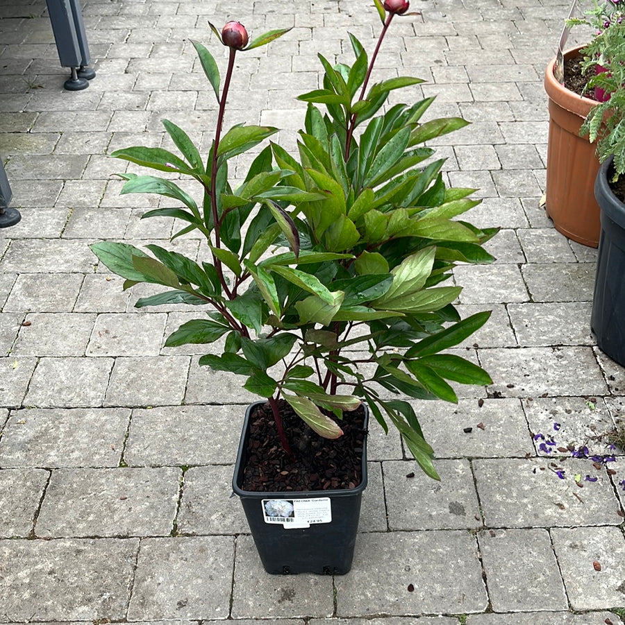 Paeonia Gardenia - Herbaceous - Windyridge Garden Centre