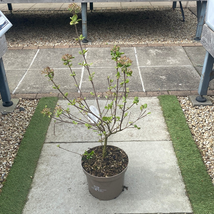 VIBURNUM B. ANNE RUSSELL