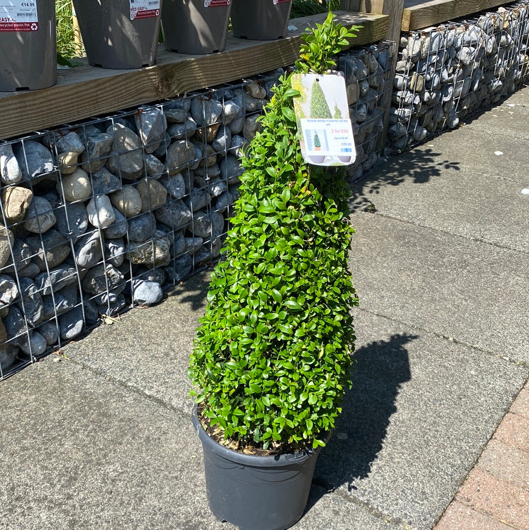 Buxus-semp-Pyramid-Potted-1