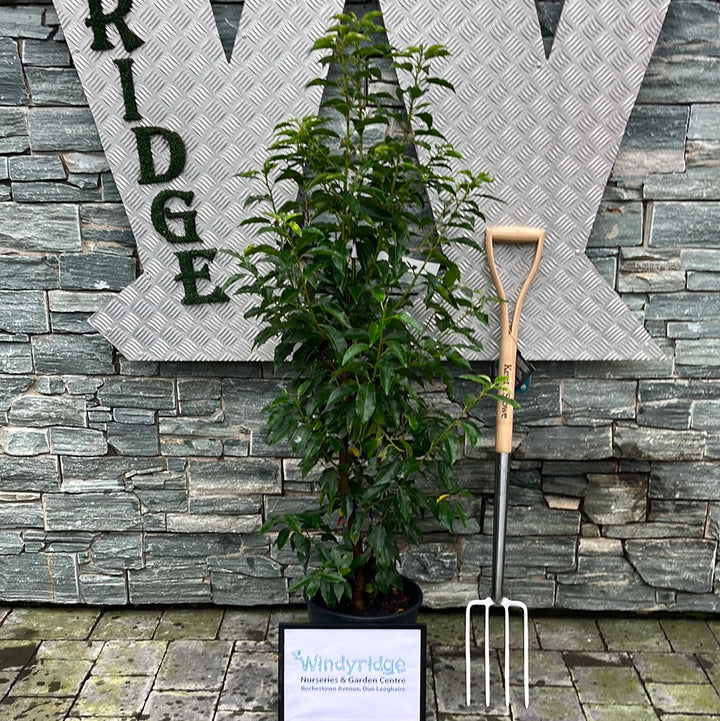 PRUNUS LUSIT. ANGUSTIFOLIA 10ltr