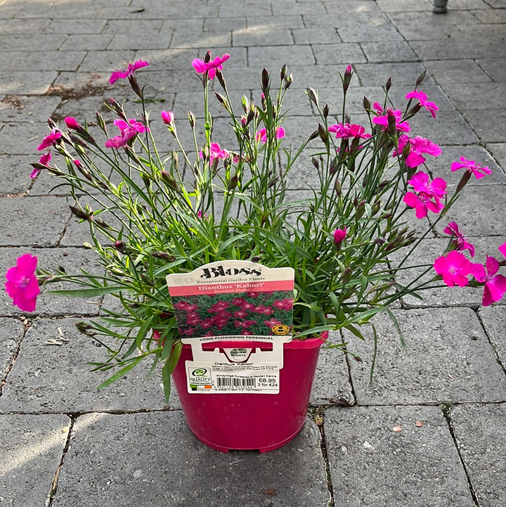 Dianthus Kahori 2L