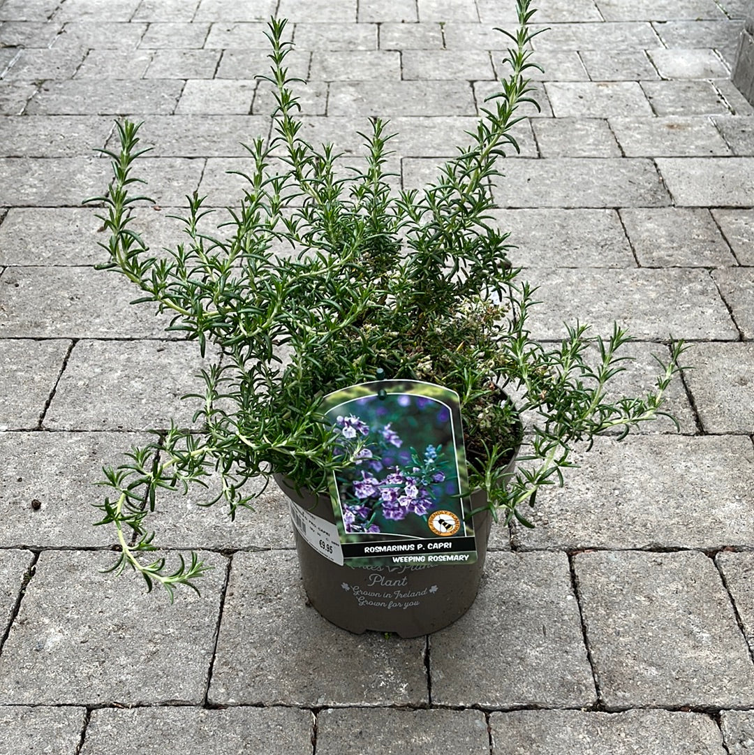 Rosmarinius O. Pro. Capri -  - Windyridge Garden Centre