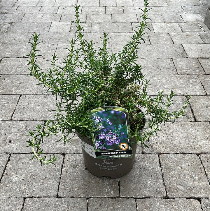 Rosmarinius O. Pro. Capri -  - Windyridge Garden Centre
