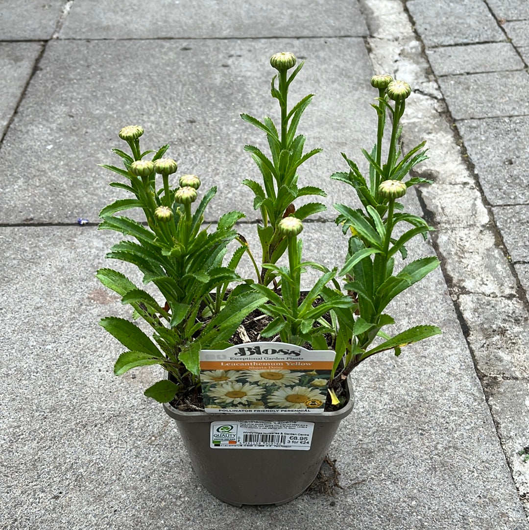 Leucanthemum Lacreme
