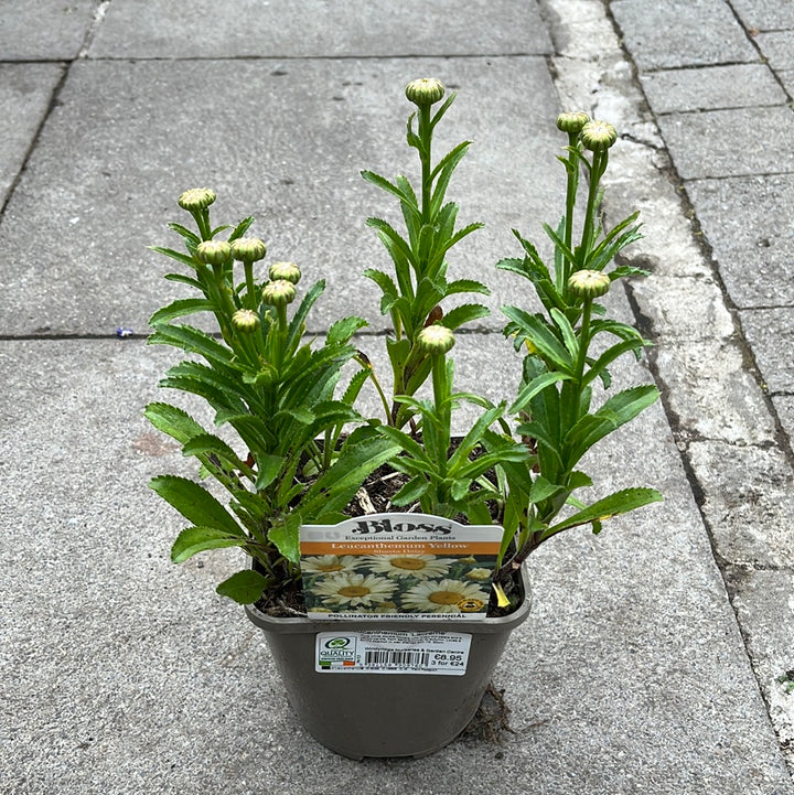 Leucanthemum Lacreme