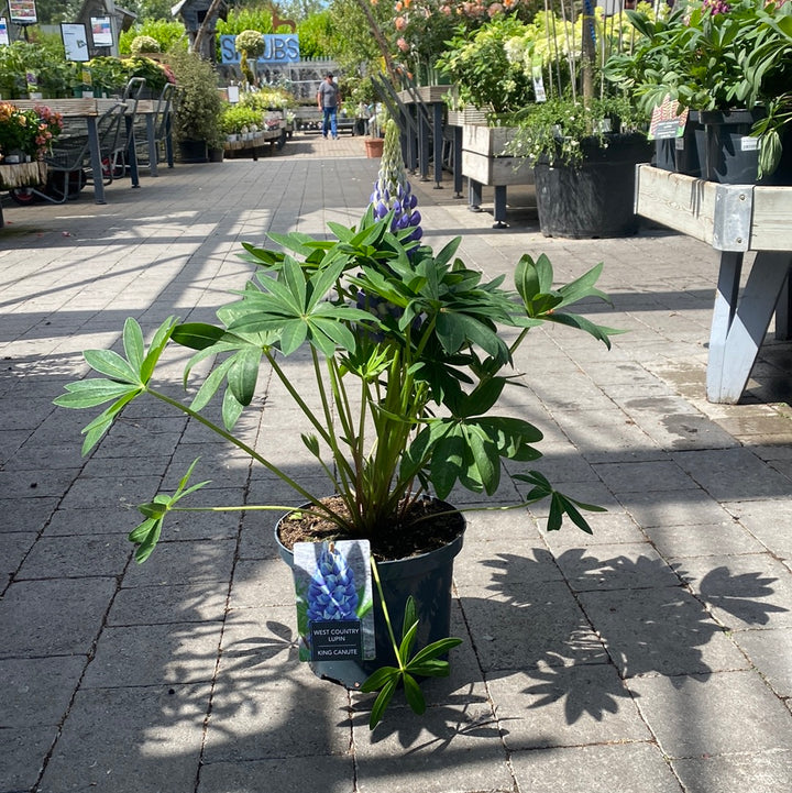 Lupin WC King Canute 5 Ltr