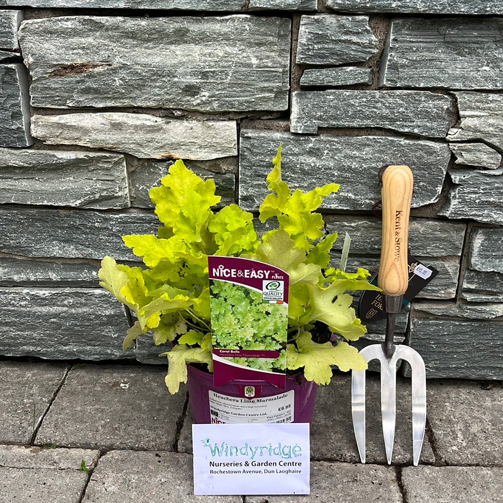 Heuchera-Lime-Marmalade-Potted