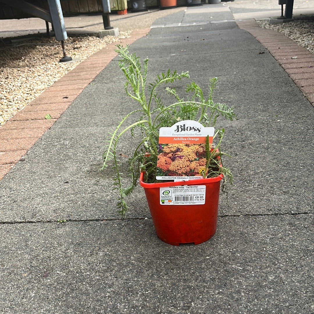 Achillea mille. Terracotta