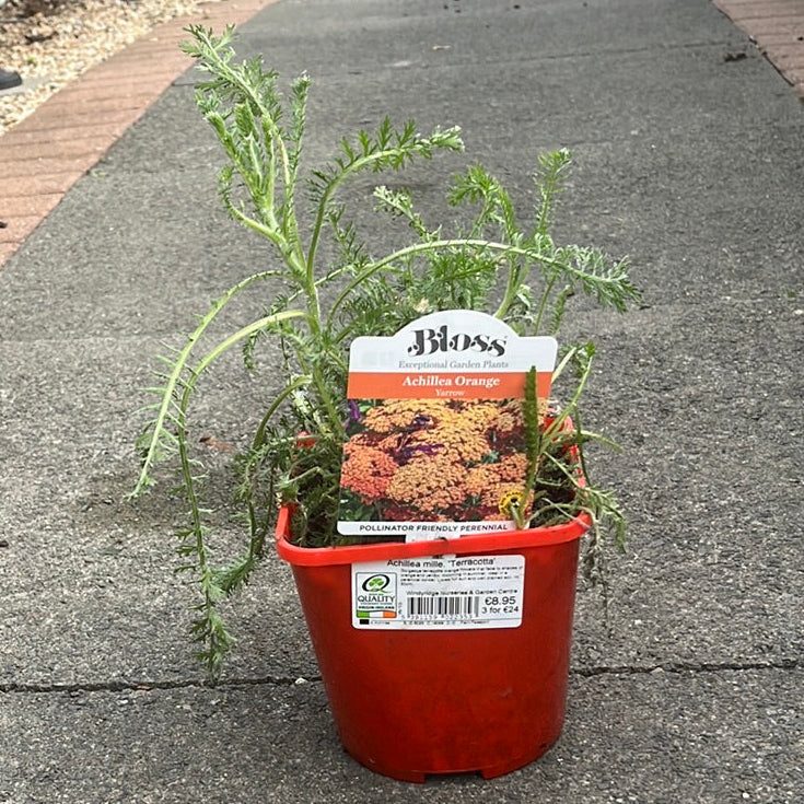Achillea mille. Terracotta - Herbaceous - Windyridge Garden Centre