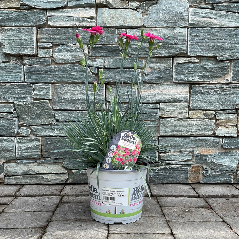 Dianthus-Cocktail-Cosmopolitan-Potted