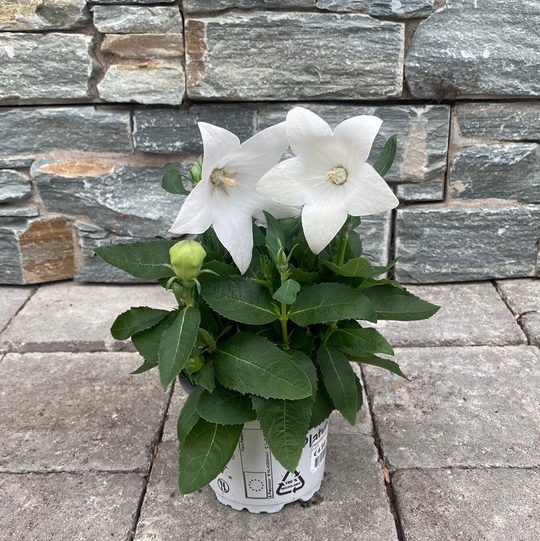 Balloon Flower Platycodon grand. Astra White  (10.5cm Pot)