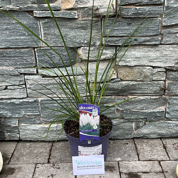 Cortaderia-Pumila-Potted