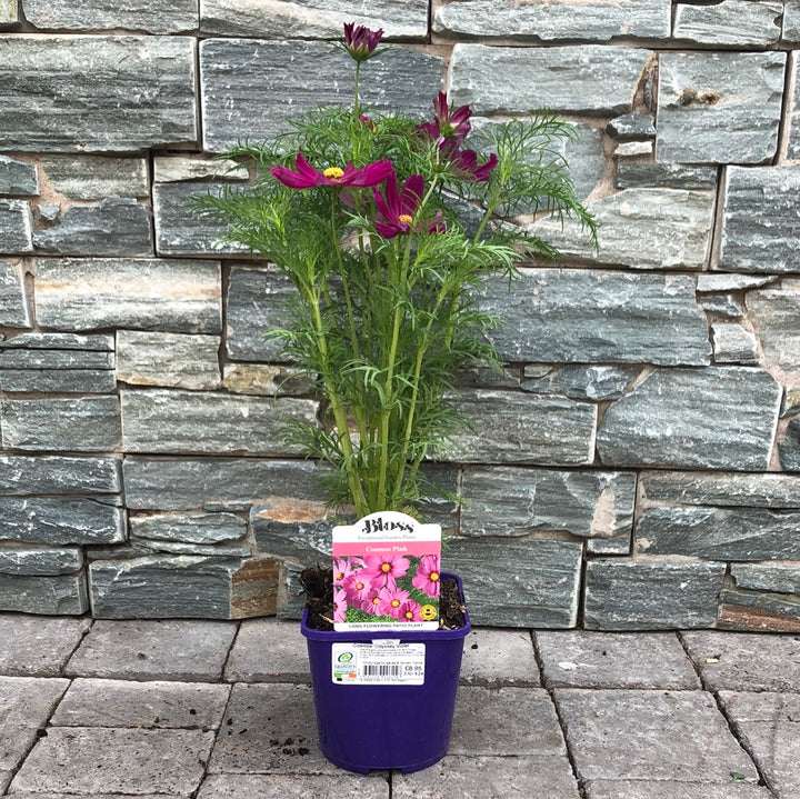 Cosmos Odyssey Violet