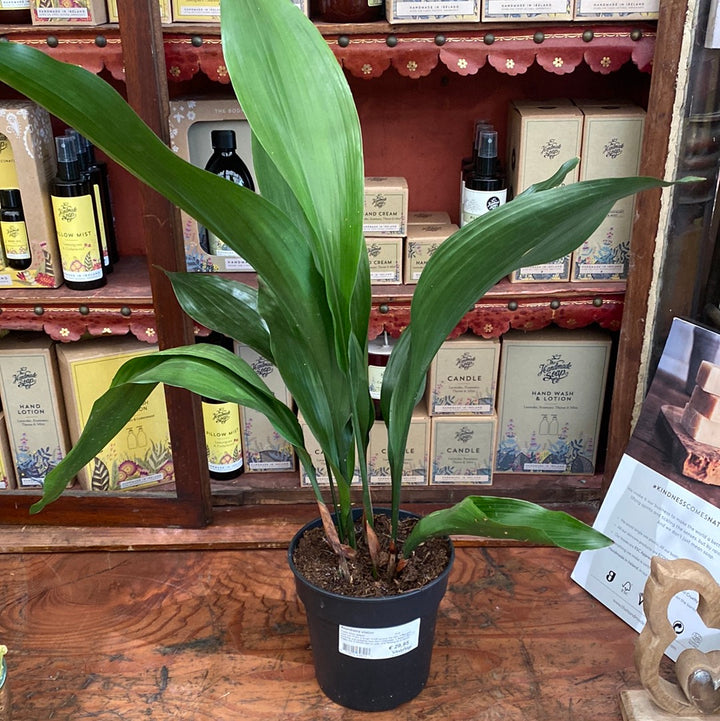 Bar Room Plant (Aspidistra Elatior)