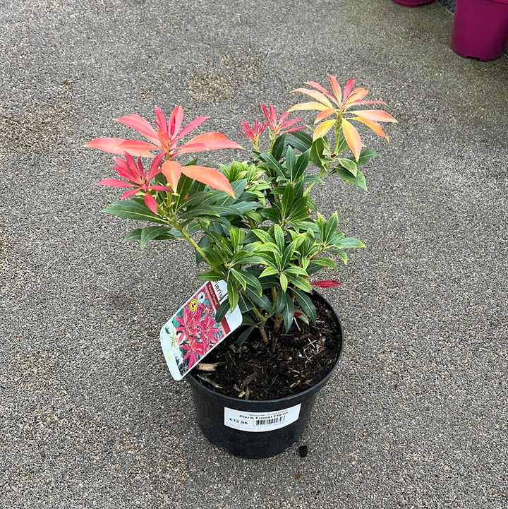 Pieris Forest Flame