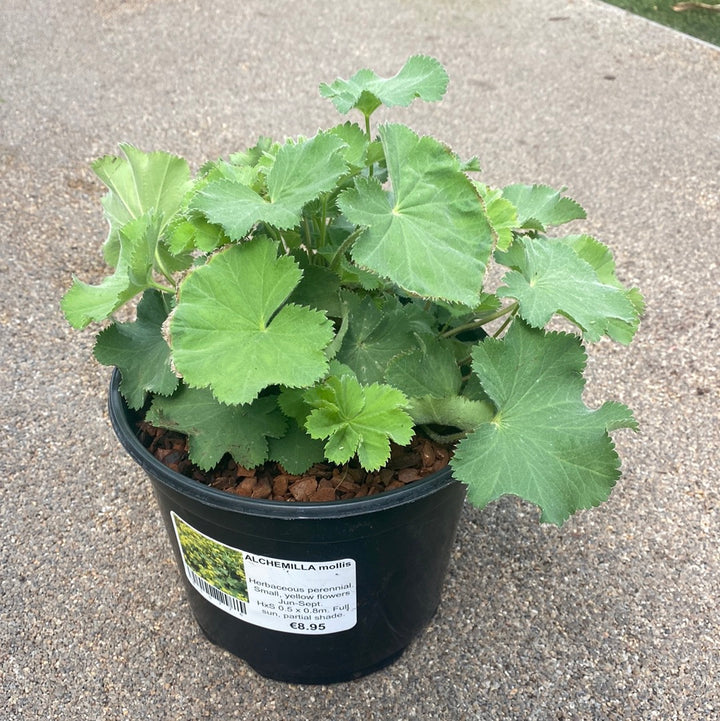 ALCHEMILLA mollis