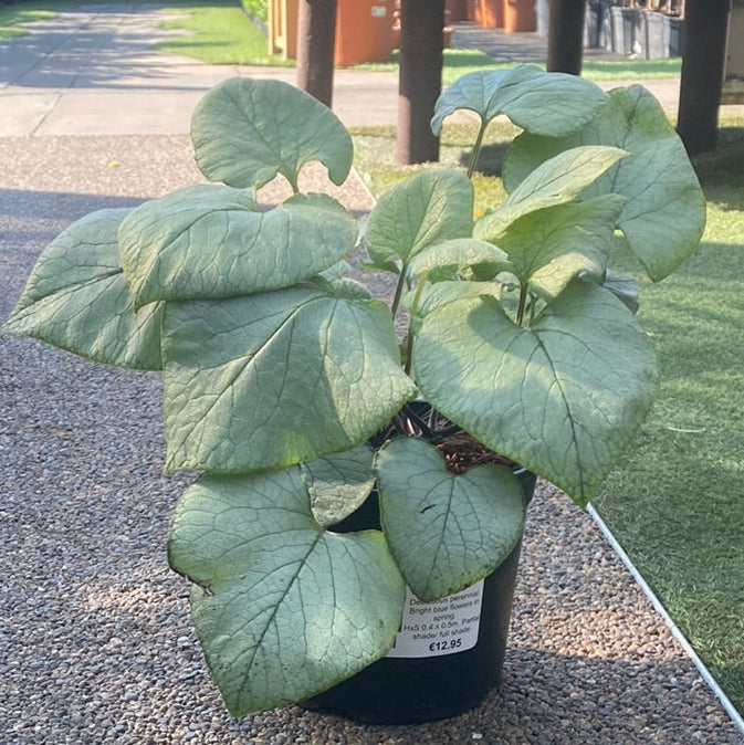 BRUNNERA mac. Looking Glass G