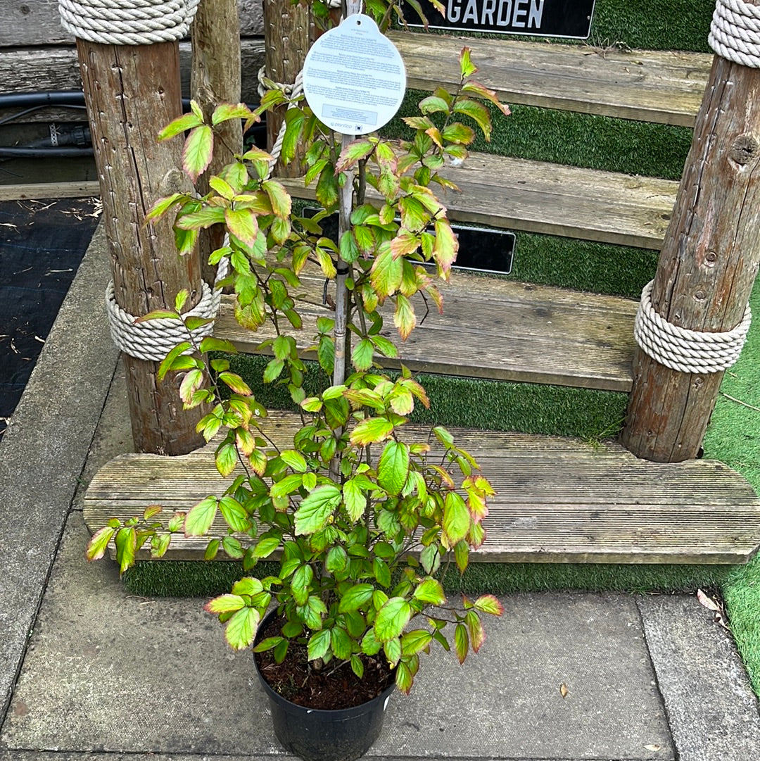 Parrotia persica  Persian Spire 150-175 CM