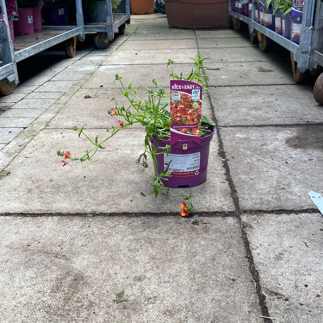 Nemesia Sunsatia Plus Papaya