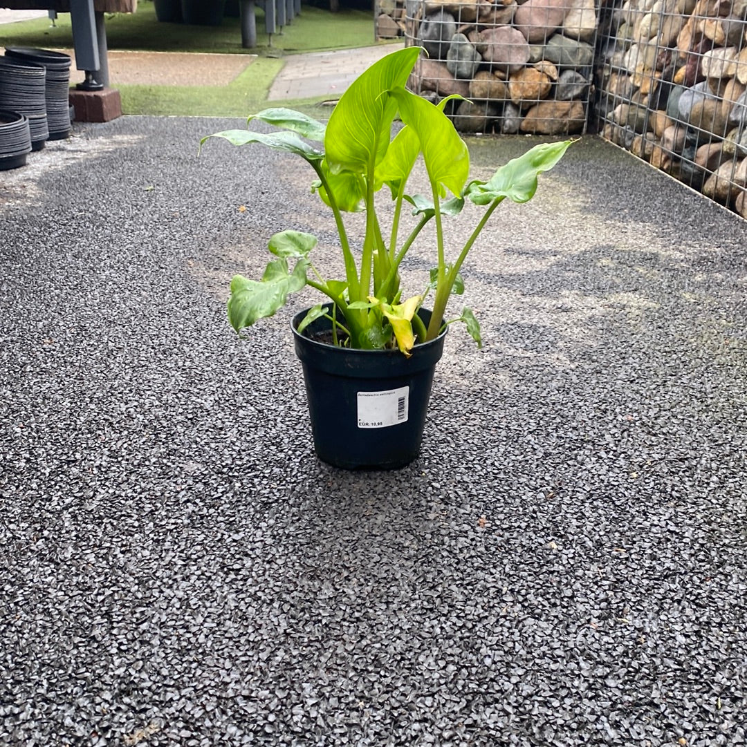 Zantedeschia Aethiopica - Herbaceous - Windyridge Garden Centre
